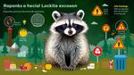 Understanding Raccoon Life Expectancy Insights